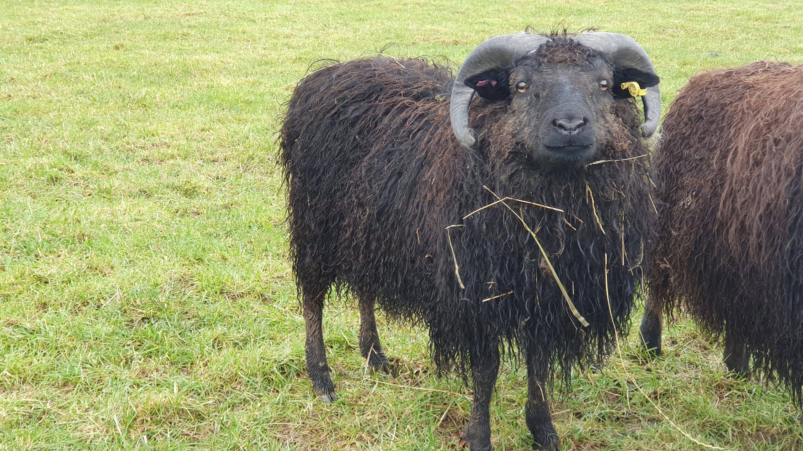 Icelandic sheep for sale